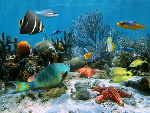 Plakat morze rozgwiazda bahamy