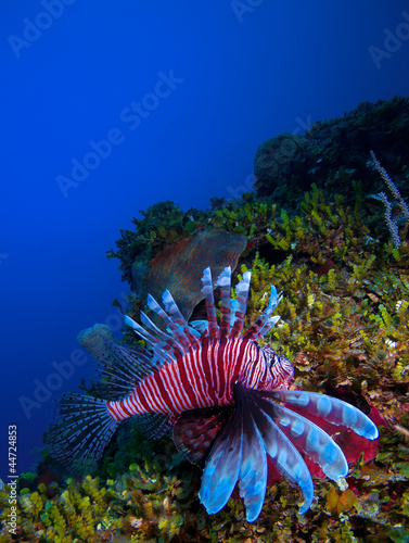 Fotoroleta rafa wyspa tropikalny ryba