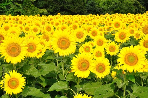 Obraz na płótnie słonecznik słońce ogród lato