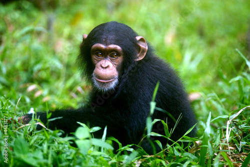 Fotoroleta natura małpa zwierzę