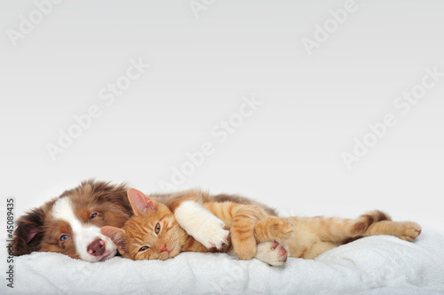 Naklejka Pies i kot leżą