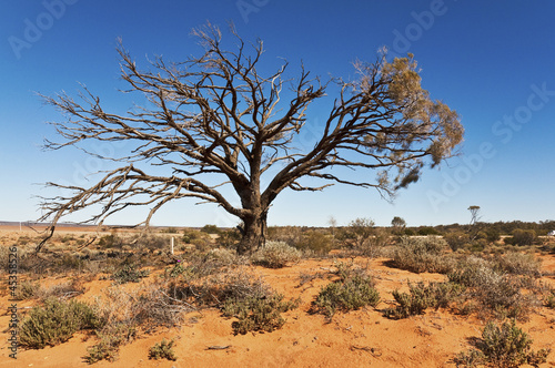 Fototapeta pustynia drzewa australia pejzaż natura