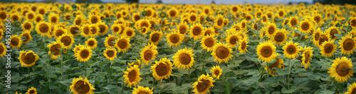Fototapeta słońce słonecznik rolnictwo pole ziarno