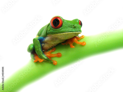 Fototapeta natura płaz żaba