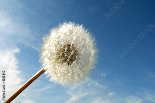 Fototapeta mniszek kwiat błękitne niebo natura