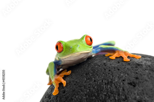 Plakat żaba zwierzę natura płaz zbliżenie