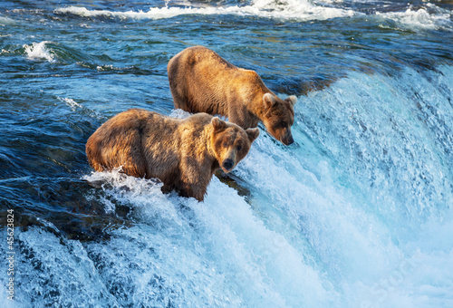 Fototapeta niedźwiedź jedzenie ameryka dziki