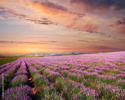 Fotoroleta pejzaż europa kwiat wieś lawenda