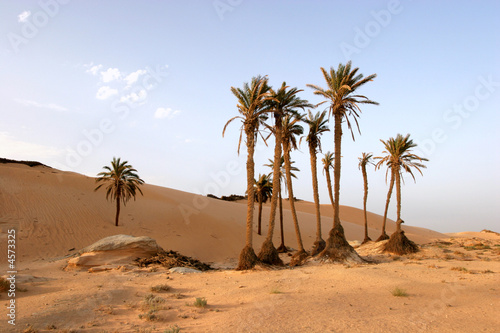 Plakat natura pustynia egipt oaza