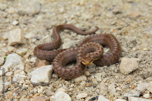 Fototapeta wąż zwierzę dziki płatek