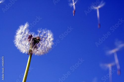 Fotoroleta kwiat roślina błękitne niebo