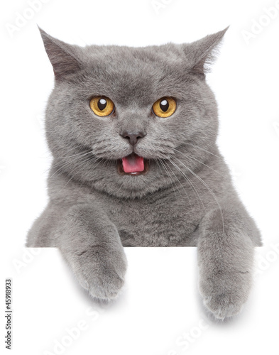 Obraz na płótnie portret kociak uśmiech zwierzę