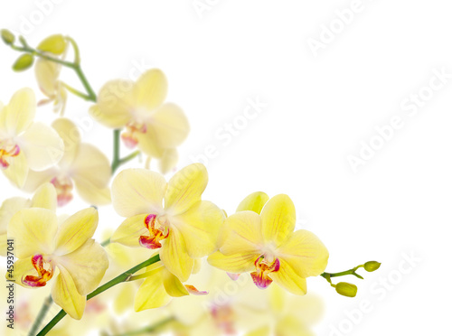Plakat kwiat storczyk wzór tropikalny