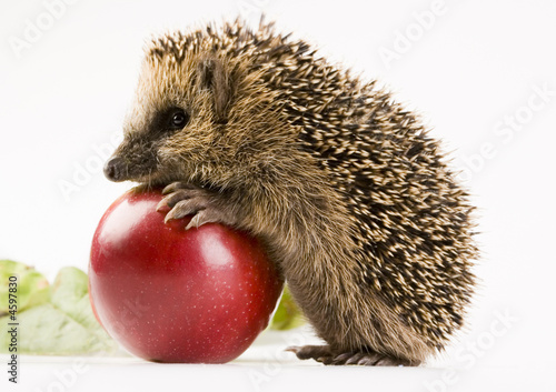 Plakat zwierzę jesień owoc ssak