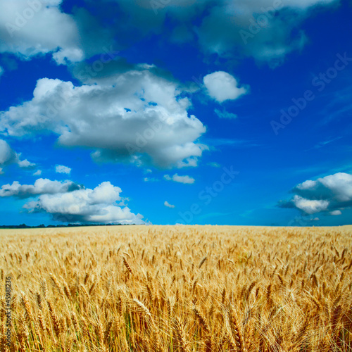 Fototapeta niebo widok rolnictwo wiejski spokojny