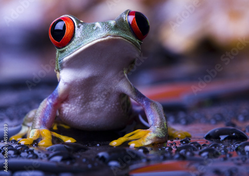 Fototapeta abstrakcja fauna żaba płaz natura
