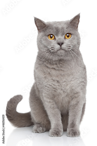 Fotoroleta kociak zwierzę kot portret