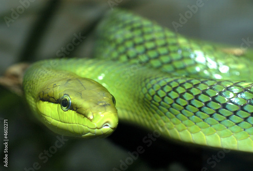 Naklejka wąż gad zielony  