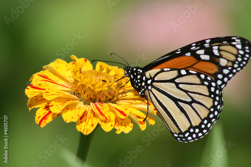 Obraz na płótnie roślina kwiat motyl