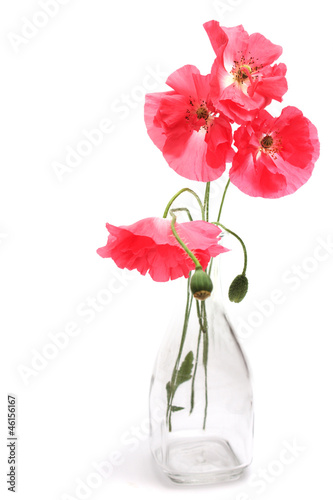 Obraz na płótnie kwiat wiejski mak roślina dziki
