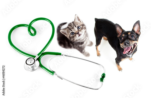 Fotoroleta kociak pies serce kot zwierzę