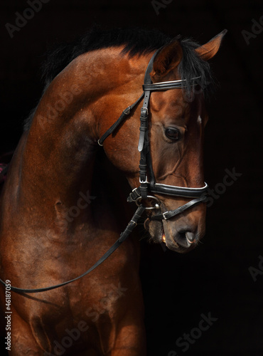 Plakat zwierzę piękny koń portret jeździectwo