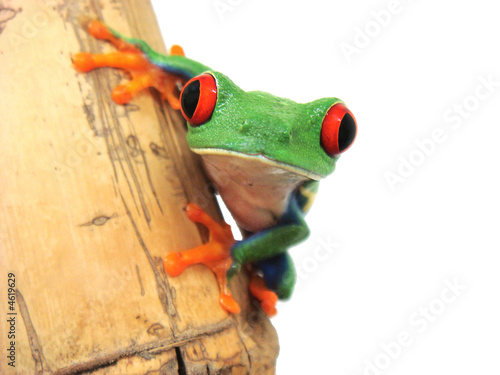 Fotoroleta płaz natura zwierzę żaba zbliżenie