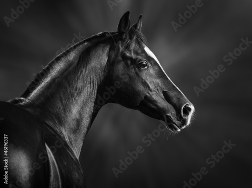 Fototapeta arabian stadnina portret ogier koń