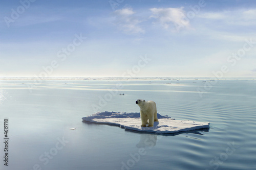 Fotoroleta morze lód śnieg zwierzę