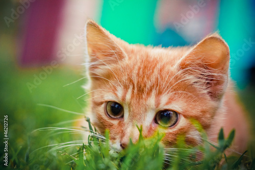 Fototapeta Kociak poluje w trawie
