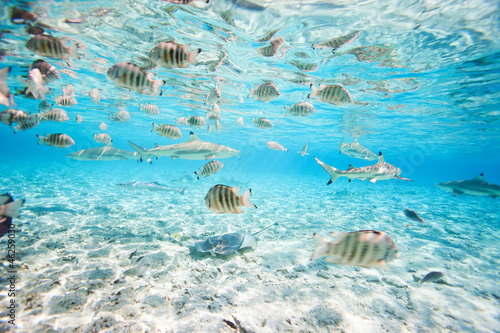 Naklejka Bora Bora pod wodą