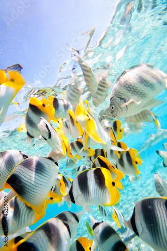 Naklejka woda rafa podwodne tropikalny