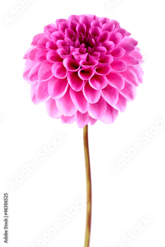 Obraz na płótnie roślina piękny kwitnący świeży kwiat