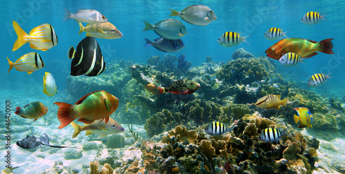 Naklejka natura rafa kostaryka koral
