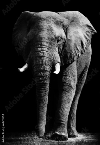 Fotoroleta twarz dżungla zwierzę słoń oko