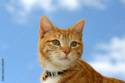 Fototapeta zwierzę ładny kociak