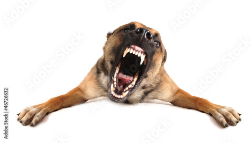 Naklejka usta pies zwierzę cięty