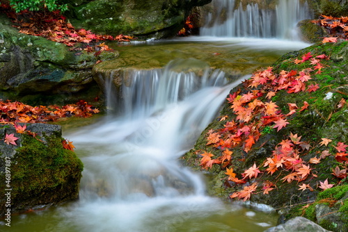 Obraz na płótnie zdrowie natura japonia ogród jesień