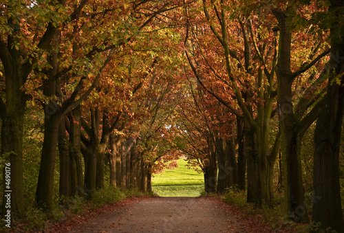 Fotoroleta aleja drzewa jesień krajobraz