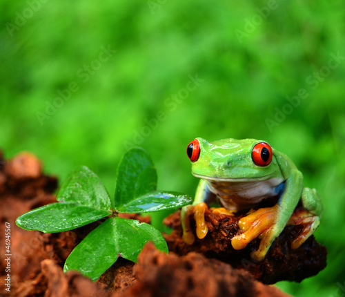 Fotoroleta płaz dzieci żaba