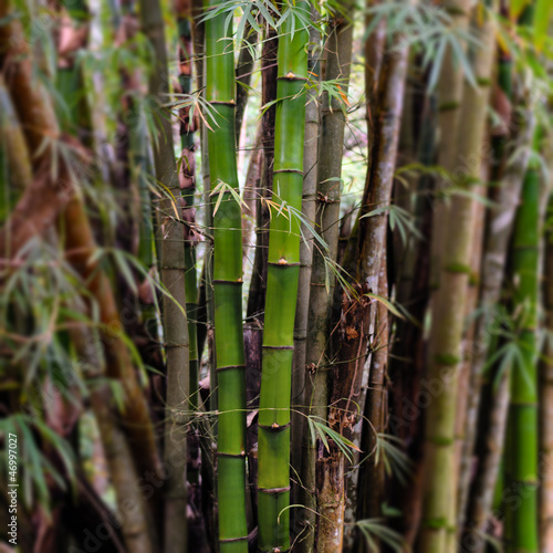 Naklejka drzewa roślina tropikalny