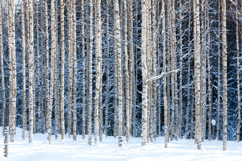 Plakat bezdroża drzewa brzoza natura śnieg