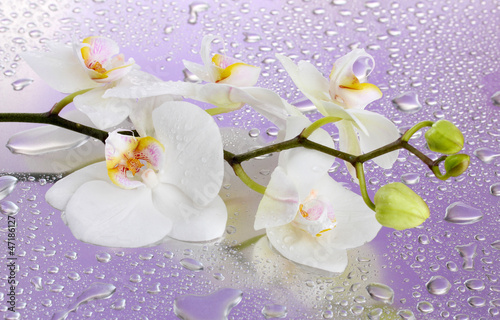 Obraz na płótnie pąk rosa woda storczyk roślina