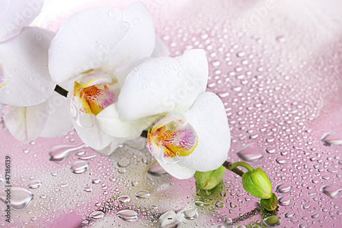 Plakat tropikalny piękny woda roślina storczyk