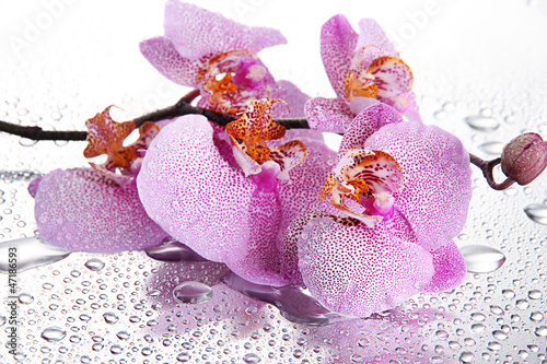 Obraz na płótnie roślina woda rosa