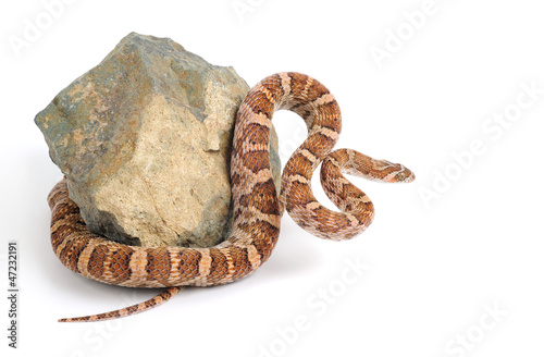 Fototapeta zwierzę wąż mleko kalifornia
