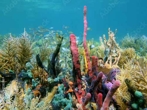 Plakat natura koral karaiby