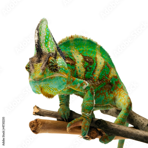 Plakat zwierzę gad kameleon detal