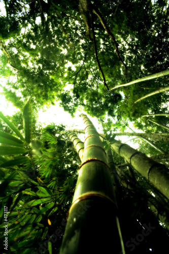 Naklejka natura dżungla bambus