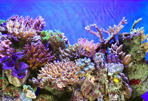 Fototapeta podwodne pejzaż ogród słońce świat